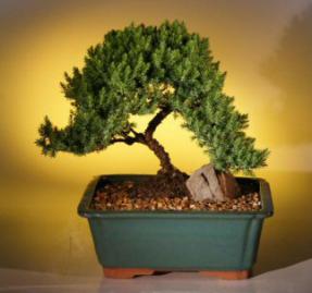 Juniper Bonsai Tree <br><i>(juniper procumbens nana)</i>