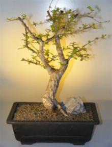 Jabily Bonsai Tree<br><i>(operculicarya decaryi)</i>