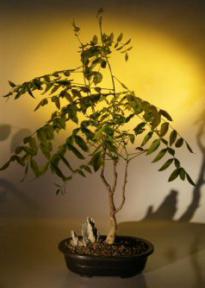 Japanese Wisteria Bonsai Tree<br><i>(wisteria floribunda)</i>