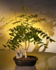 Japanese Wisteria Bonsai Tree<br><i>(wisteria floribunda)</i>