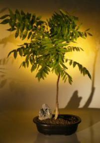 Japanese Wisteria Bonsai Tree<br><i>(wisteria floribunda)</i>