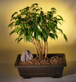 Ficus Bonsai Tree<br>Forest Group<br><i>(ficus benjamina)</i><br>