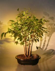 Ficus Bonsai Tree<br>Forest Group - Variegated<br><i>(ficus benjamina)</i><br>