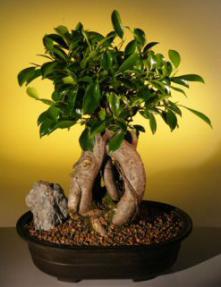 Ginseng Ficus Bonsai Tree<br><i>(ficus retusa)</i>