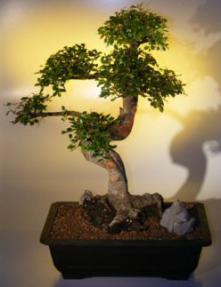 Chinese Elm Bonsai Tree-Extra Large<br><i>(Ulmus Parvifolia)</i>