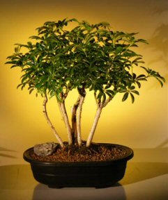 Hawaiian Umbrella Bonsai Tree<br>Bonsai Tree Forest Group<br><i>(arboricola schefflera)</i>