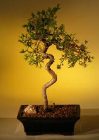 Shimpaku Bonsai Tree - Curved Trunk<br><i>(juniper chinensis)</i>