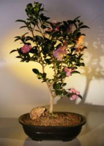 Flowering Camellia Bonsai Tree<br><i>(camellia sasanqua 'yuletide')