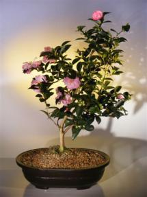 Flowering Camellia Bonsai Tree<br><i>(camellia sasanqua 'yuletide')