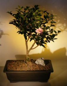 Flowering Camellia Bonsai Tree<br><i>(camellia sasanqua 'yuletide')