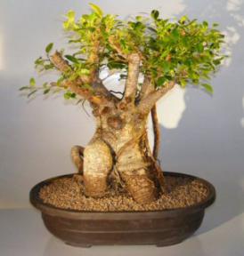 Ficus Retusa Bonsai Tree<br><i>(ficus retusa)</i>