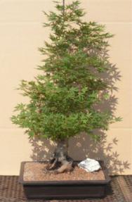 Japanese Green Maple Bonsai Tree<br><i>(acer palmatum)</i>