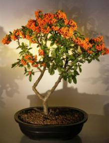 Flowering Pyracantha  Bonsai Tree <br><i>(pyracantha 'mohave')</i>