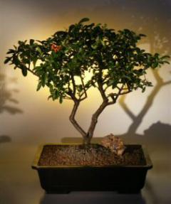 Pyracantha  Bonsai Tree <br><i>(pyracantha 'mohave')</i>