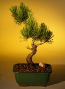 Japanese Five Needle Pine Bonsai Tree  - Mame' Style<br><i>(pinus parvifolia)</i>