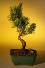 Japanese Five Needle Pine Bonsai Tree  - Mame' Style<br><i>(pinus parvifolia)</i>