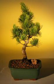 Japanese Five Needle Pine Bonsai Tree  - Mame' Style<br><i>(pinus parvifolia)</i>