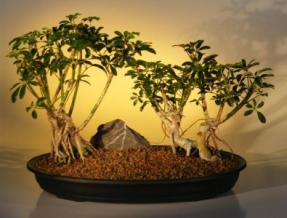 Hawaiian Umbrella Bonsai Tree <br> Banyan Style<br>(<i>arboricola schefflera</i>)