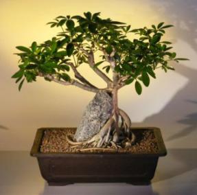 Hawaiian Umbrella Bonsai Tree <br> Banyan Style with Lava Rock<br>(<i>arboricola schefflera</i>)