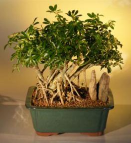 Hawaiian Umbrella Bonsai Tree<br> Banyan Style - Variegated<br>(<i>arboricola schefflera</i>)
