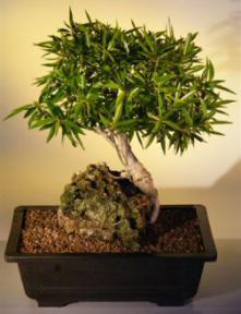 Willow Leaf Ficus Bonsai Tree - Root over Rock - Large<br><i>(ficus nerifolia/salicafolia) </i>