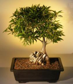 Willow Leaf Ficus Bonsai Tree  Root Over Rock<br><i>(ficus nerifolia/salicafolia) </i>