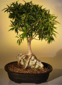 Willow Leaf Ficus Bonsai Tree  Root Over Rock<br><i>(ficus nerifolia/salicafolia) </i>