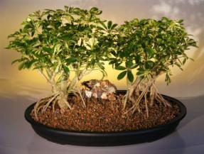 Hawaiian Umbrella Bonsai Tree <br> Banyan Style - Variegated<br>(<i>arboricola schefflera</i>)