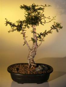 Jabily Bonsai Tree<br><i>(operculicarya decaryi)</i>