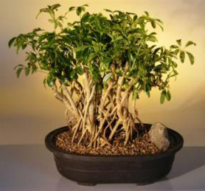 Hawaiian Umbrella Bonsai Tree <br> Banyan Style<br>(<i>arboricola schefflera</i>)