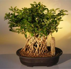 Hawaiian Umbrella Bonsai Tree <br> Banyan Style<br>(<i>arboricola schefflera</i>)