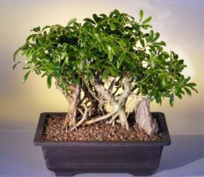 Hawaiian Umbrella Bonsai Tree <br> Banyan Style<br>(<i>arboricola schefflera</i>)