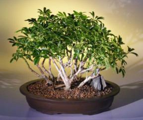 Hawaiian Umbrella Bonsai Tree - Multi-Trunk Style<br><i>(arboricola schefflera)</i>