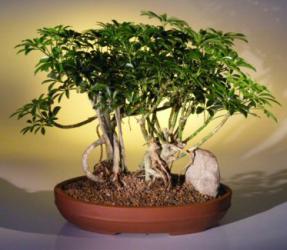 Hawaiian Umbrella Bonsai Tree <br> Banyan Style<br>(<i>arboricola schefflera</i>)