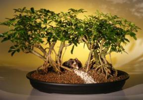 Hawaiian Umbrella Bonsai Tree <br> Variegated Banyan Style<br>(<i>arboricola schefflera</i>)