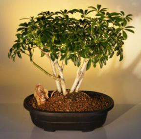 Hawaiian Umbrella Bonsai Tree - Multi-Trunk Style<br><i>(arboricola schefflera)</i>