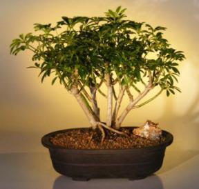 Hawaiian Umbrella Bonsai Tree - Multi-Trunk Style<br><i>(arboricola schefflera)</i>