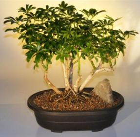 Hawaiian Umbrella Bonsai Tree - Multi-Trunk Style<br><i>(arboricola schefflera)</i>