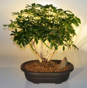 Hawaiian Umbrella Bonsai Tree - Multi-Trunk Style<br><i>(arboricola schefflera)</i>