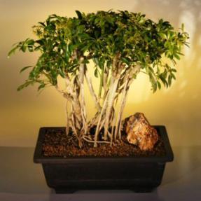 Hawaiian Umbrella Bonsai Tree <br> Banyan Style<br>(<i>arboricola schefflera</i>)