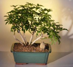 Hawaiian Umbrella Bonsai Tree - Multi-Trunk Style<br><i>(arboricola schefflera)</i>