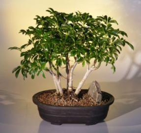 Hawaiian Umbrella Bonsai Tree - Multi-Trunk Style<br><i>(arboricola schefflera)</i>