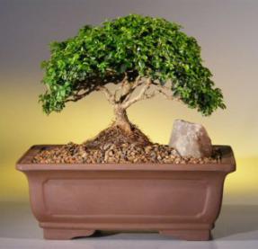 Japanese Kingsville Boxwood Bonsai Tree<br><i>(buxus microphylla compacta)</i>