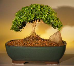 Japanese Kingsville Boxwood Bonsai Tree<br><i>(buxus microphylla compacta)</i>