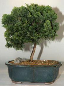 Hinoki Cypress Bonsai Tree - 14