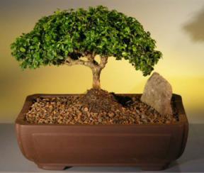 Japanese Kingsville Boxwood Bonsai Tree<br><i>(buxus microphylla compacta)</i>