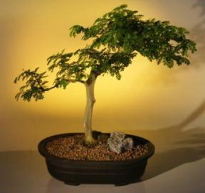 Brazilian Raintree Bonsai Tree <br><i>(pithecellobium tortum)</i>