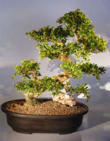 Fukien Tea Bonsai Tree <br><i>(ehretia microphylla)</i>