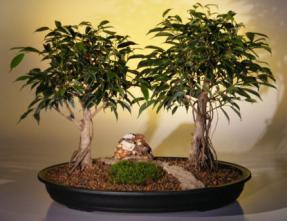 Ficus Benjamina Bonsai Tree  Large - Double Planting <br><i>(exotica)</i>