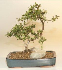 Black Olive  Bonsai Tree<br>(bucida spinosa)